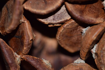 Pinecone close up