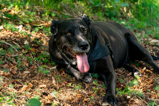 Ritratto cane - Powered by Adobe