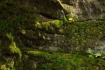 Closeup of fern and moss coverd sandstone rocks in Prachov Rocks, Bohemian Paradise, Czech Republic