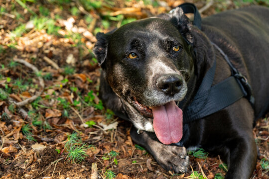 Muso di cane - Powered by Adobe