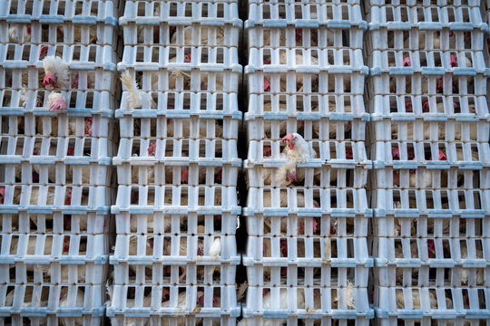 pollos en jaulas