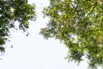leaves and sun