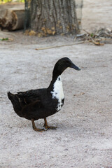 One Swedish Blue, duck 