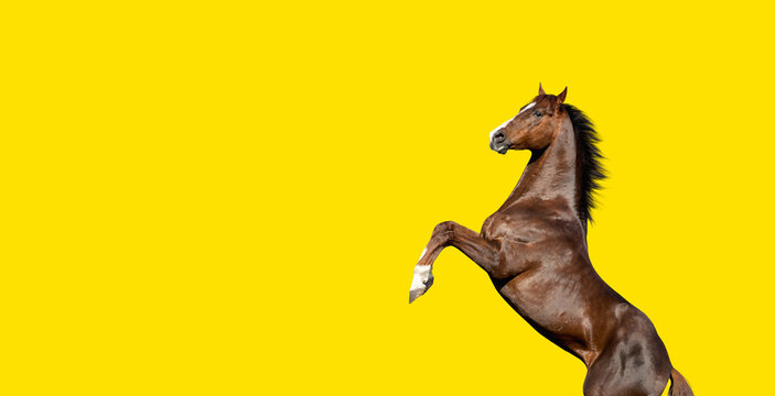 English thoroughbred bay horse rearing up, isolated on yellow background
