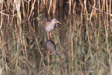 Water Rail Rallus aquaticus wading in a swamp in Brittany, France