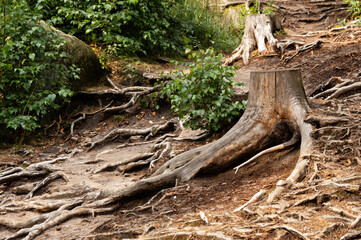 Dry treestumps and roots in European forest, Prachov Rocks, Bohemian Paradise, Czech Republic