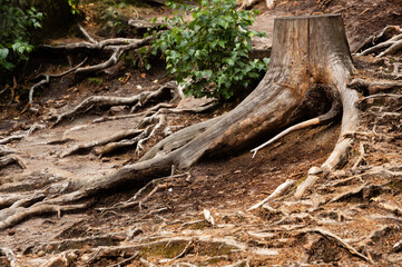 Fototapeta premium Dry treestumps and roots in European forest, Prachov Rocks, Bohemian Paradise, Czech Republic