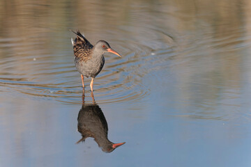 Water Rail Rallus aquaticus wading in a swamp in Brittany, France