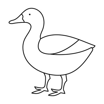 recommend clip art: continuous single line drawing of duck water bird vector art illustration