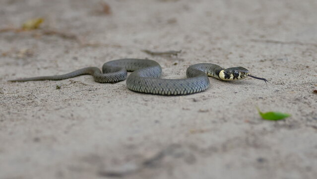 zaskroniec 