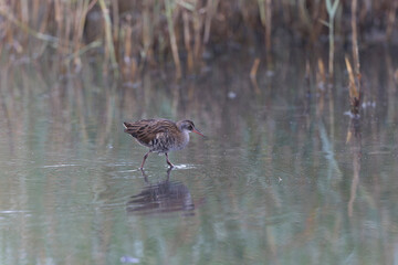 Water Rail Rallus aquaticus wading in a swamp in Brittany, France