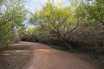 Fototapeta na wymiar Gravel walking path at Clark County wetlands park, Las Vegas, Nevada