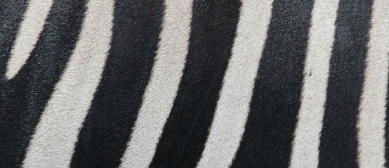 Zebra background. Natural striped zebra texture banner, close up of real zebra skin pattern