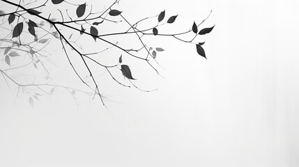 Artistic black and white pattern of leaf shadows on a white wall