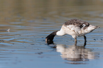 common shelduck Tadorna tadorna in a swamp in Brittany, France