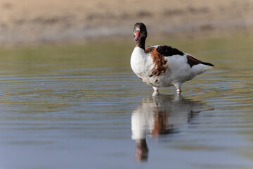 common shelduck Tadorna tadorna in a swamp in Brittany, France