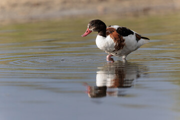 common shelduck Tadorna tadorna in a swamp in Brittany, France