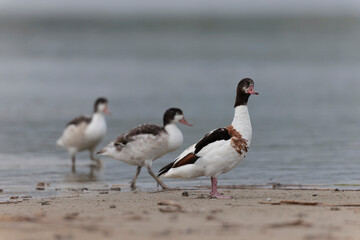 common shelduck Tadorna tadorna in a swamp in Brittany, France