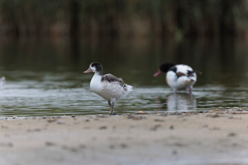 common shelduck Tadorna tadorna in a swamp in Brittany, France