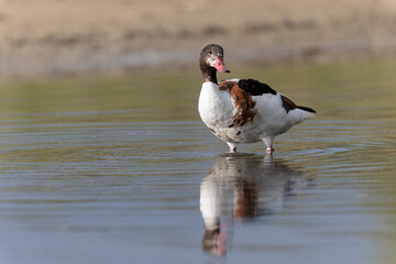 common shelduck Tadorna tadorna in a swamp in Brittany, France