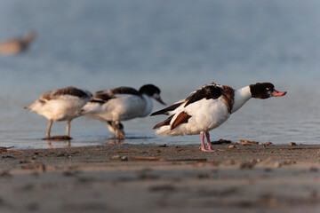common shelduck Tadorna tadorna in a swamp in Brittany, France