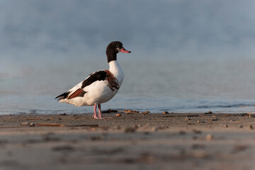 common shelduck Tadorna tadorna in a swamp in Brittany, France