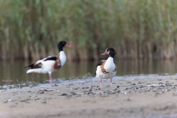 common shelduck Tadorna tadorna in a swamp in Brittany, France