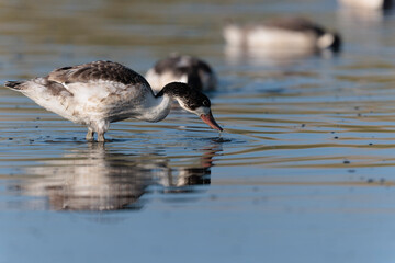 common shelduck Tadorna tadorna in a swamp in Brittany, France