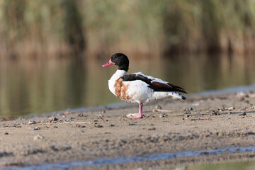 common shelduck Tadorna tadorna in a swamp in Brittany, France