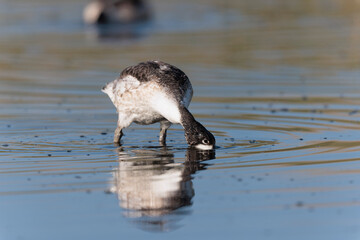 common shelduck Tadorna tadorna in a swamp in Brittany, France