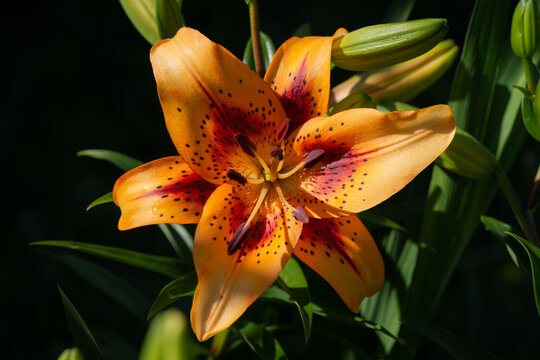 lilium h&ocirc;tel California  (jardin du ruisseau de l'&eacute;glise 2023)
