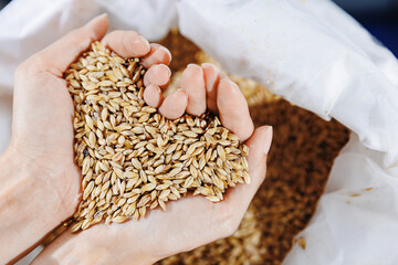 Top view worker holds wheat or barley in hands, in warehouse of brewery food industry. Ingredients...