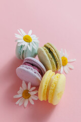 Set Color french macarons on pink background with chamomile top view. Concept spring mood, gift cakes flat lay with copy space