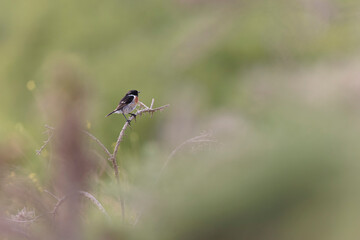 European Stonechat Saxicola rubicola perching