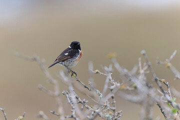European Stonechat Saxicola rubicola perching