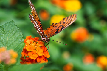 Close up of a gulf fritillary butterfly with a shallow depth of field.
