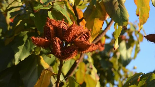 urucum Fruta do colorau  balan&ccedil;o suavemente com a brisa. Fruta tropical das Am&eacute;ricas. Frutas tradicionalmente usada pelos ind&iacute;genas como tinta