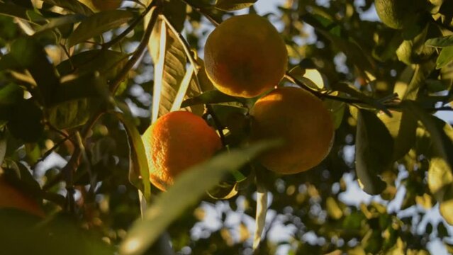 V&iacute;deo tranquilo de galho de laranja balan&ccedil;ando suavemente no p&eacute;. V&iacute;deo calmo na fazenda. Pomar de tangerinas. V&aacute;rios lim&otilde;es na &aacute;rvore.