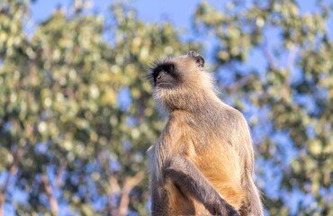 Closeup of Rhesus Macaque or Indian Monkey Looking Around with Copy Space in Horizontal Orientation