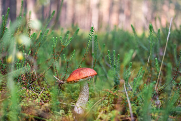 Orange-cap boletus (lat. Leccinium aurantiacum) mushroom growing at mossy forest