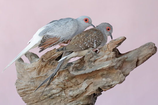 A pair of diamond doves are resting on a weathered tree trunk. This bird, which has a native habitat on the Australian continent, has the scientific name Geopelia cuneata.
