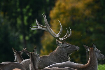 Hirsch mit großem Geweih und seiner Familie