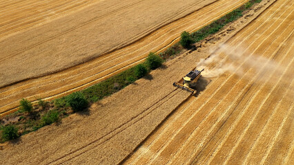 Combine harvester gathers the wheat crop. Wheat harvesting shears. Combines in the field Food industry concept.