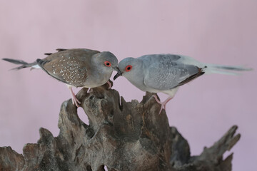 A pair of diamond doves are resting on a weathered tree trunk. This bird, which has a native...