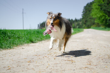 Cute tricolor dog sheltie is running and playing with red and white toy rope. Happy playful...