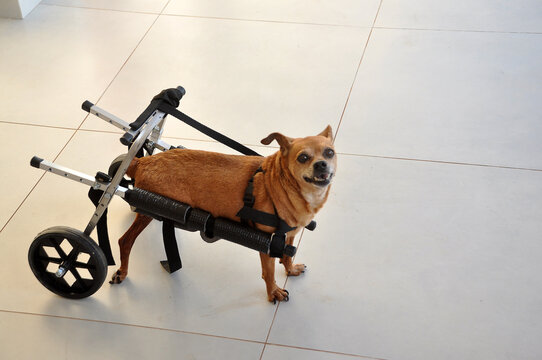cachorro com problema nas pernas usando  cadeira de rodas adaptado para passeio 