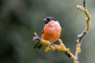 Adult male Eurasian Bullfinch (Pyrrhula pyrrhula) perched on a branch in summer with a natural green foliage background - Yorkshire, UK in August