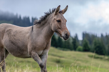 A mule on an alpine mountain pasture in summer at a rainy day outdoors - obrazy, fototapety, plakaty
