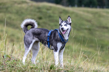 A husky mongrel dog at a walkie outdoors at a rainy day