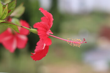 A Hibiscus flower with Green Bokeh in a selective focus 